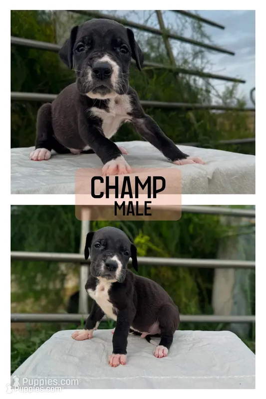 Champ – Great Dane puppy for sale in Audubon, IA
