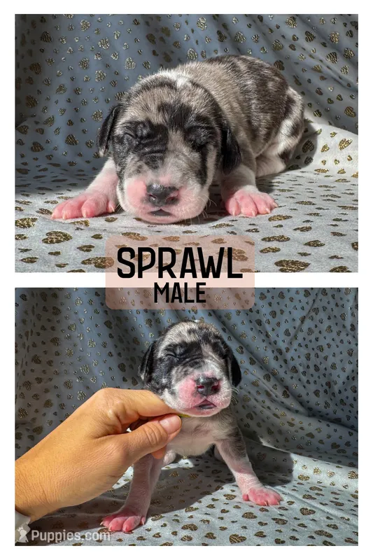 Sprawl – Great Dane puppy for sale in Audubon, IA