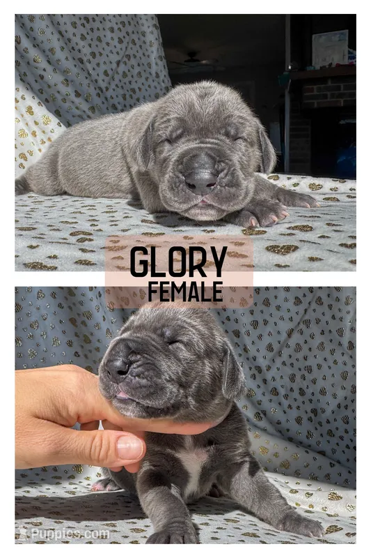 Glory – Great Dane puppy for sale in Audubon, IA