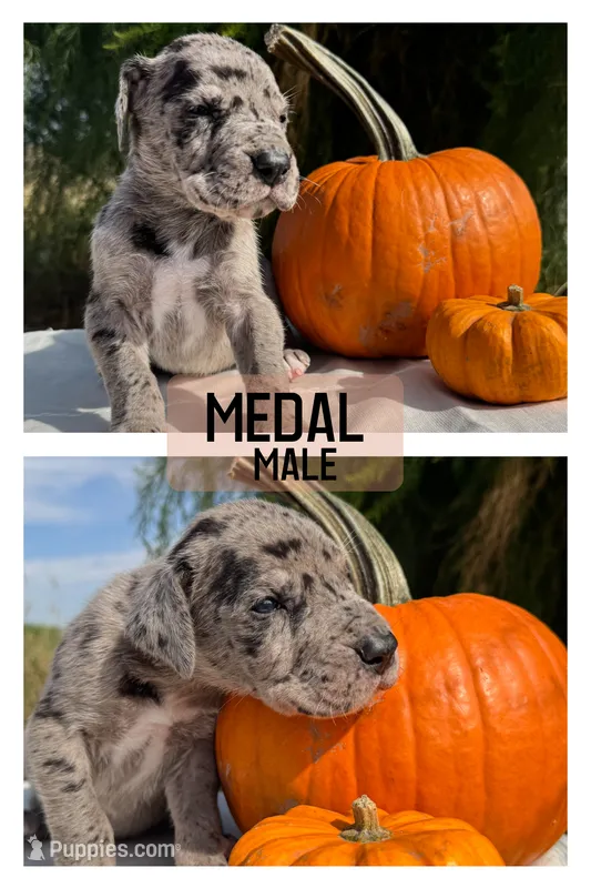 Medal – Great Dane puppy for sale in Audubon, IA