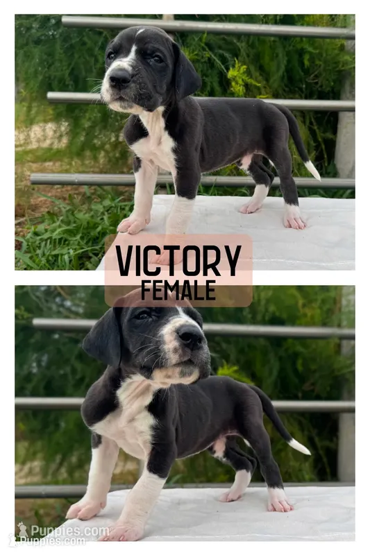 Victory – Great Dane puppy for sale in Audubon, IA