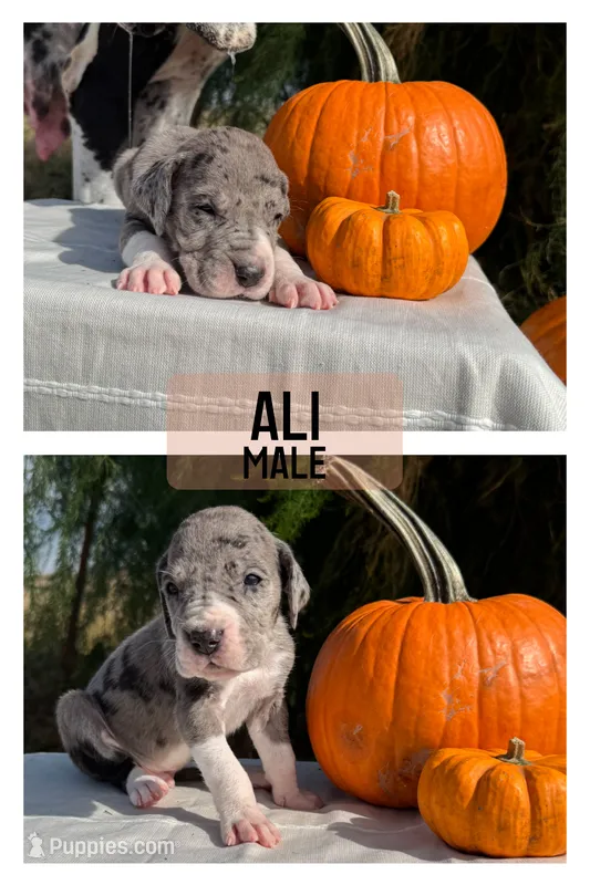 Ali (All-American) – Great Dane puppy for sale in Audubon, IA