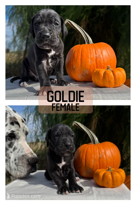 Goldie – Great Dane puppy for sale in Audubon, IA