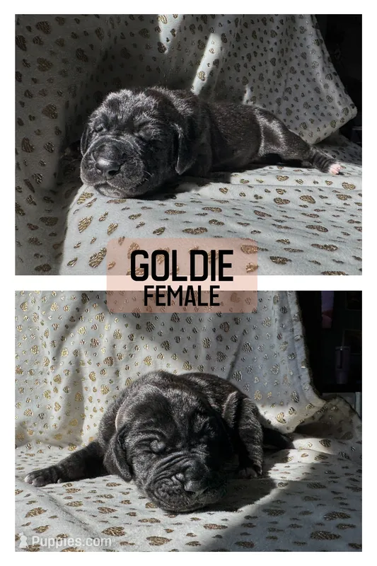 Goldie – Great Dane puppy for sale in Audubon, IA