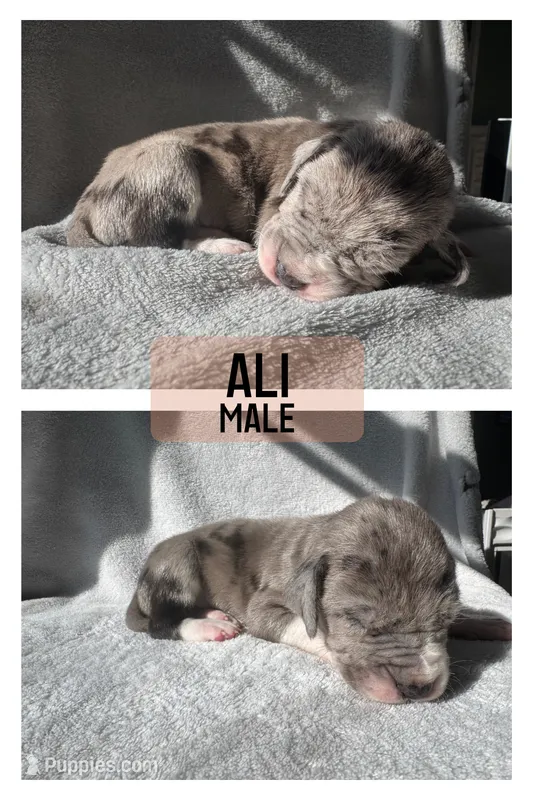 Ali (All-American) – Great Dane puppy for sale in Audubon, IA