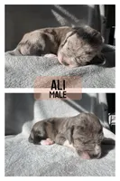 Ali (All-American), a male Great Dane for sale in Audubon, IA – 1 of 2