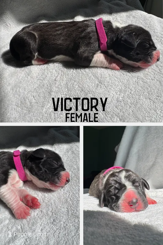 Victory – Great Dane puppy for sale in Audubon, IA