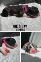 Victory, a female Great Dane for sale in Audubon, IA – 1 of 2