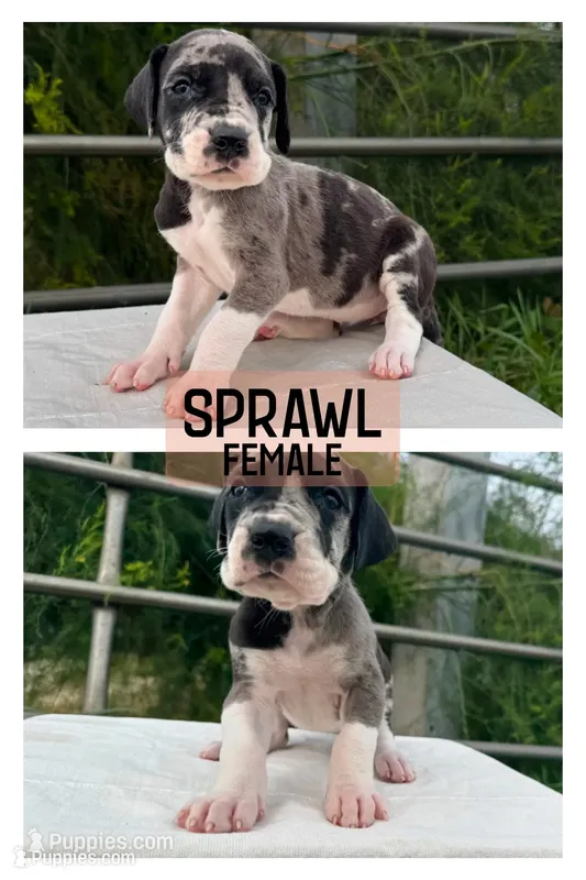 Sprawl – Great Dane puppy for sale in Audubon, IA
