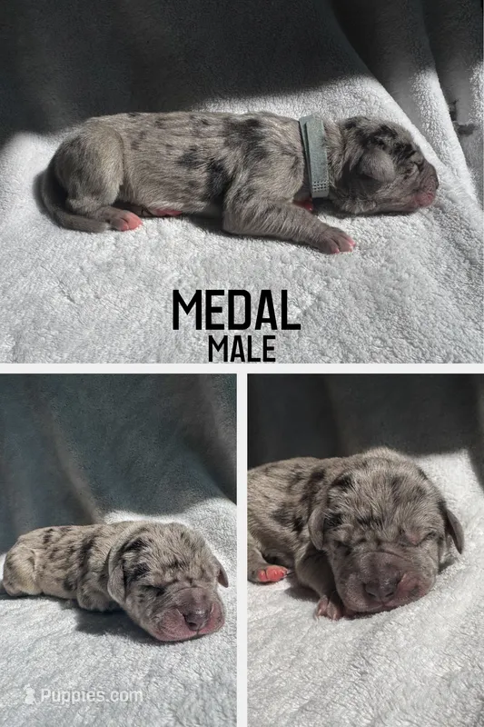 Medal – Great Dane puppy for sale in Audubon, IA