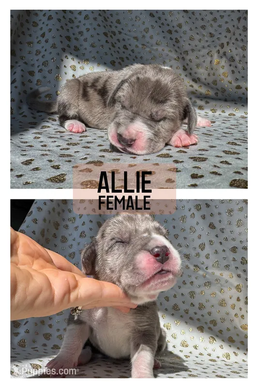 Allie (All-American) – Great Dane puppy for sale in Audubon, IA