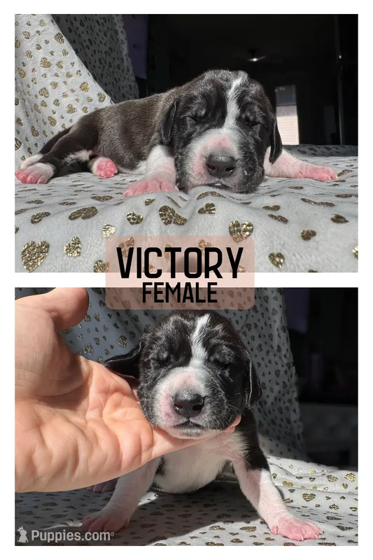 Victory – Great Dane puppy for sale in Audubon, IA