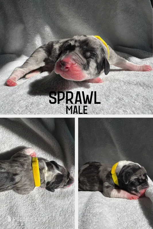 Sprawl – Great Dane puppy for sale in Audubon, IA