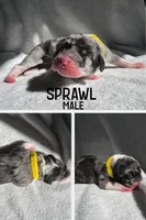Sprawl, a male Great Dane for sale in Audubon, IA – 1 of 2