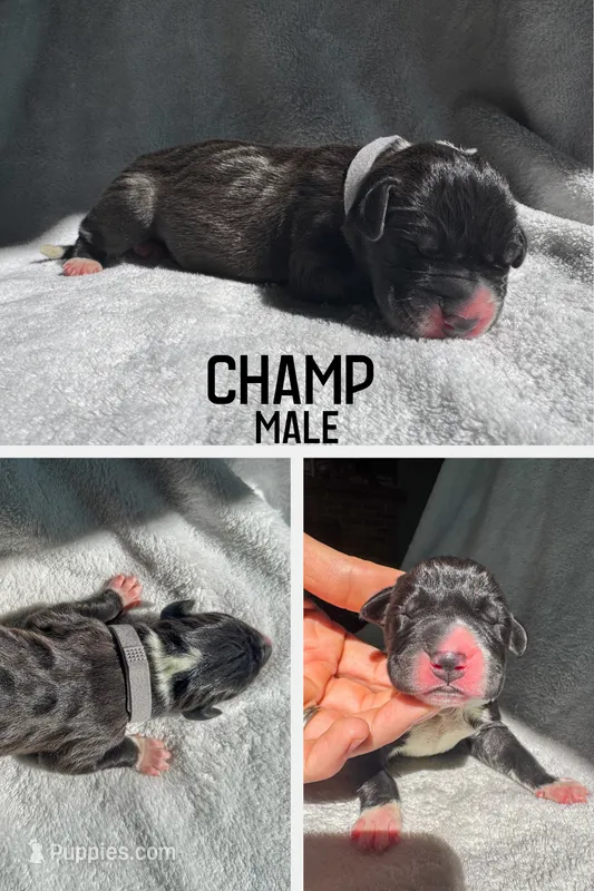 Champ – Great Dane puppy for sale in Audubon, IA