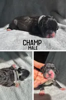 Champ, a male Great Dane for sale in Audubon, IA – 1 of 2