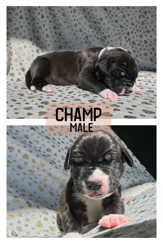 Champ – Great Dane puppy for sale in Audubon, IA