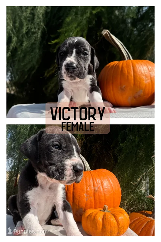 Victory – Great Dane puppy for sale in Audubon, IA