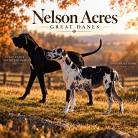 Glory, a female Great Dane for sale in Audubon, IA – 2 of 2