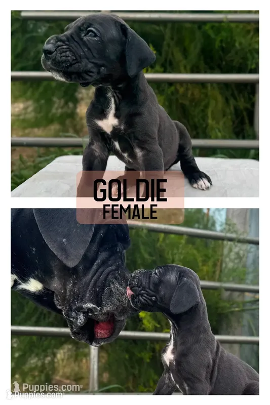 Goldie – Great Dane puppy for sale in Audubon, IA