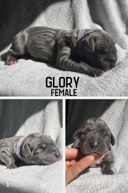 Glory – Great Dane puppy for sale in Audubon, IA