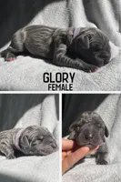Glory, a female Great Dane for sale in Audubon, IA – 1 of 2