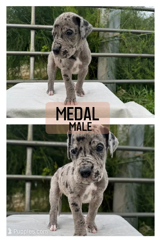 Medal – Great Dane puppy for sale in Audubon, IA