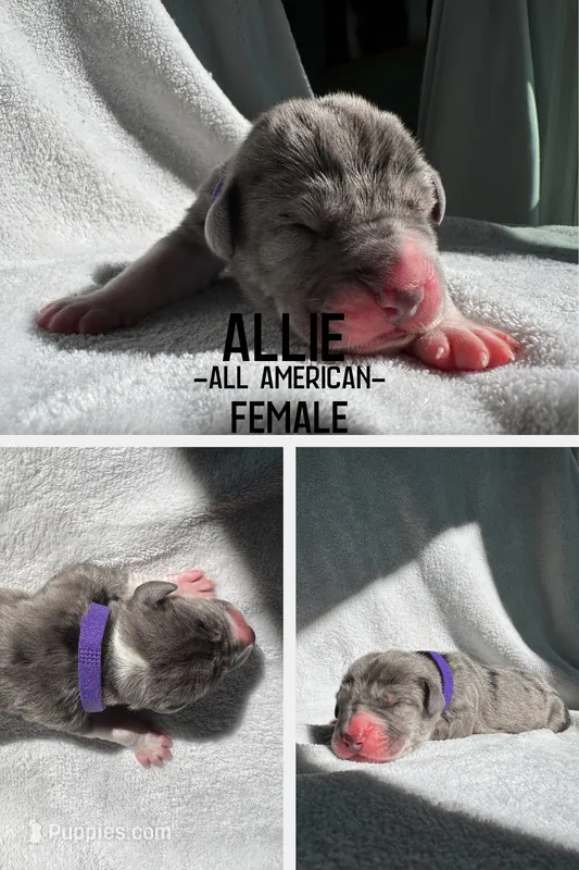 Allie (All-American) – Great Dane puppy for sale in Audubon, IA