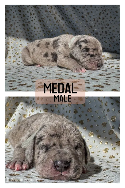 Medal – Great Dane puppy for sale in Audubon, IA