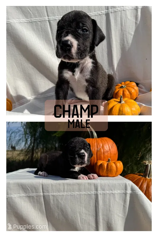 Champ – Great Dane puppy for sale in Audubon, IA