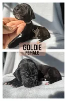 Goldie, a female Great Dane for sale in Audubon, IA – 1 of 1
