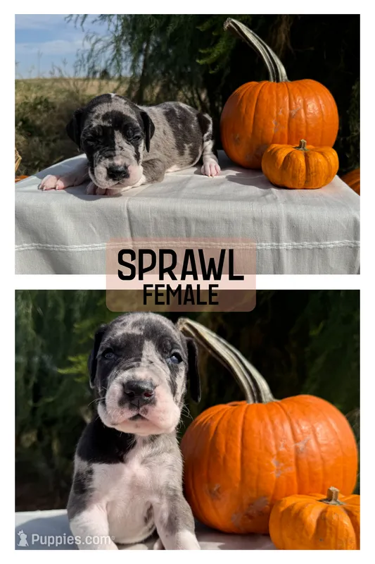 Sprawl – Great Dane puppy for sale in Audubon, IA