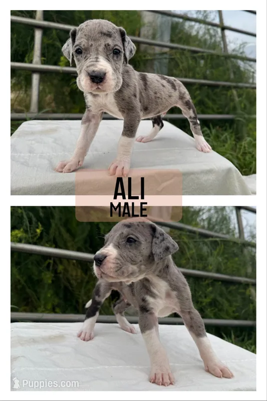 Ali (All-American) – Great Dane puppy for sale in Audubon, IA
