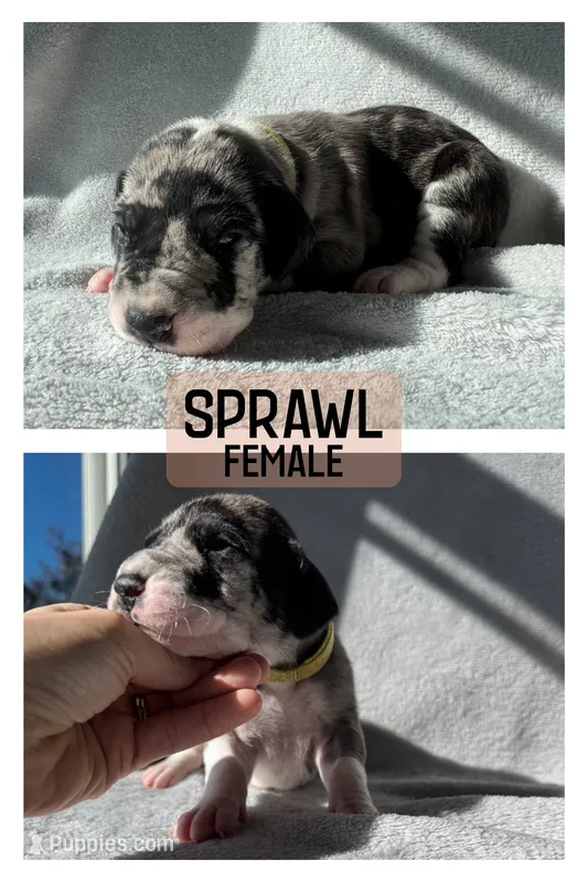 Sprawl – Great Dane puppy for sale in Audubon, IA