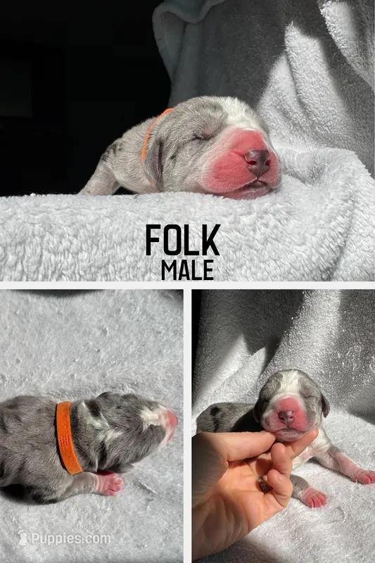 Folk – Great Dane puppy for sale in Audubon, IA