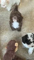 Koda, a male Poodle - Toy  for sale in Bethlehem, GA – 2 of 2