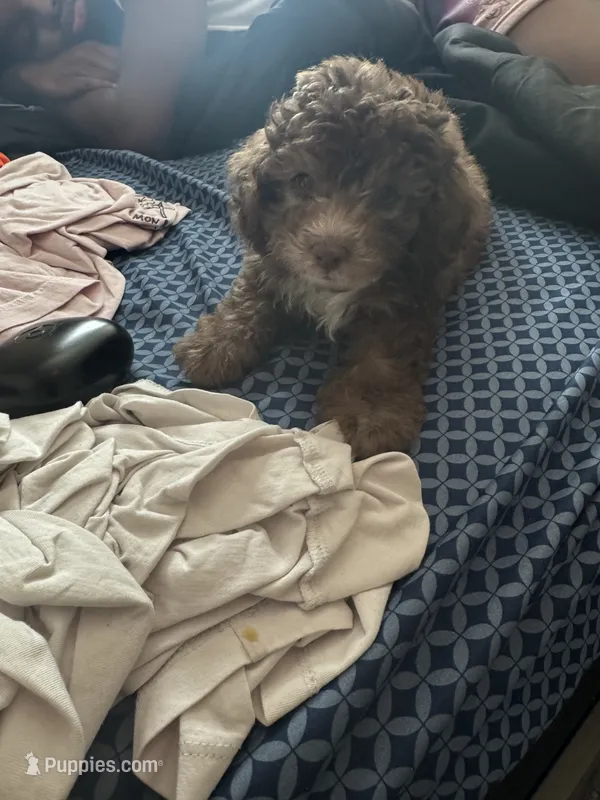 Koda – Poodle - Toy  puppy for sale in Bethlehem, GA