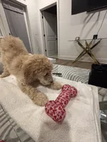 processed/f5b55f5b-2f72-40ca-88eb-2d850b7c6f03/listing/78ccfe2d-d772-4d21-bb15-f1ae6a739d05/8f90908e-62b7-4270-b0ab-219d1514780b