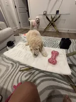 processed/f5b55f5b-2f72-40ca-88eb-2d850b7c6f03/listing/97655841-fa08-44e7-a404-8bdebebcacb1/bd56fdd6-12a7-4b34-b7cd-2f02f20c540b