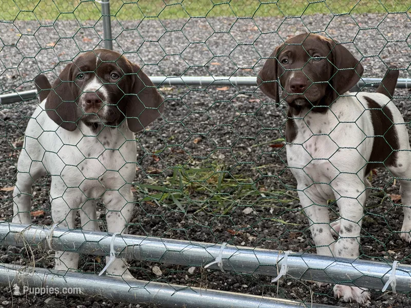 TVR JULES , a female German Shorthaired Pointer for sale in Bellville, OH – 1 of 6