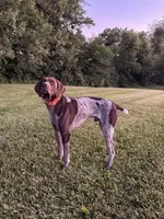 TVR JULES , a female German Shorthaired Pointer for sale in Bellville, OH – 6 of 6