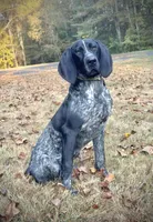 TVR JULES , a female German Shorthaired Pointer for sale in Bellville, OH – 2 of 6
