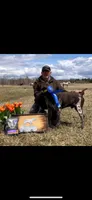 TVR JULES , a female German Shorthaired Pointer for sale in Bellville, OH – 5 of 6