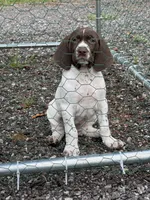 TVR JULES , a female German Shorthaired Pointer for sale in Bellville, OH – 3 of 6