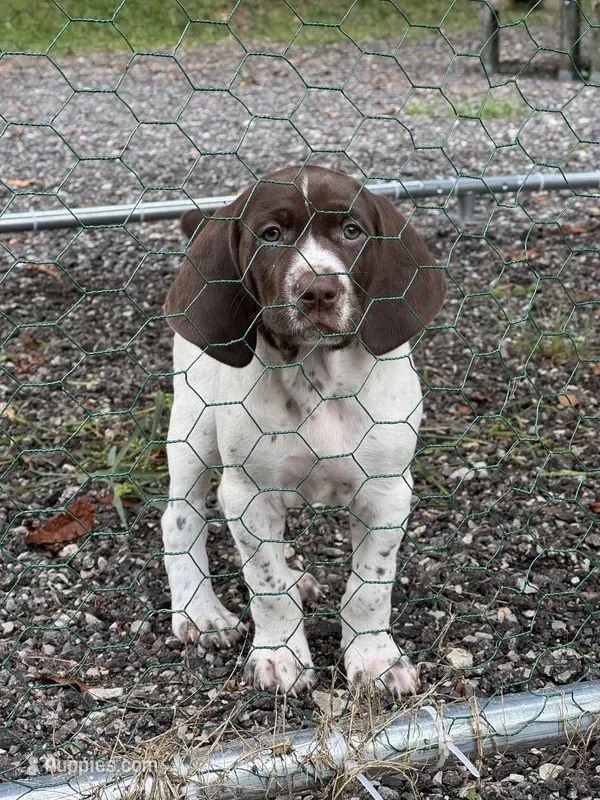 TVR JULES  – German Shorthaired Pointer puppy for sale in Bellville, OH