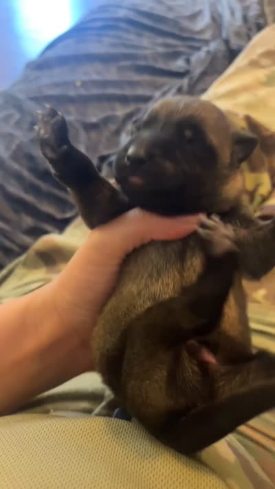 Blue Male , a male Belgian Malinois and German Shepherd Dog for sale in Saint Robert, MO – 3 of 3