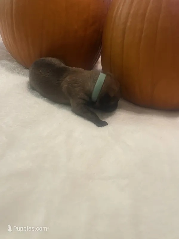 Mint Male  – Belgian Malinois, German Shepherd Dog puppy for sale in Saint Robert, MO