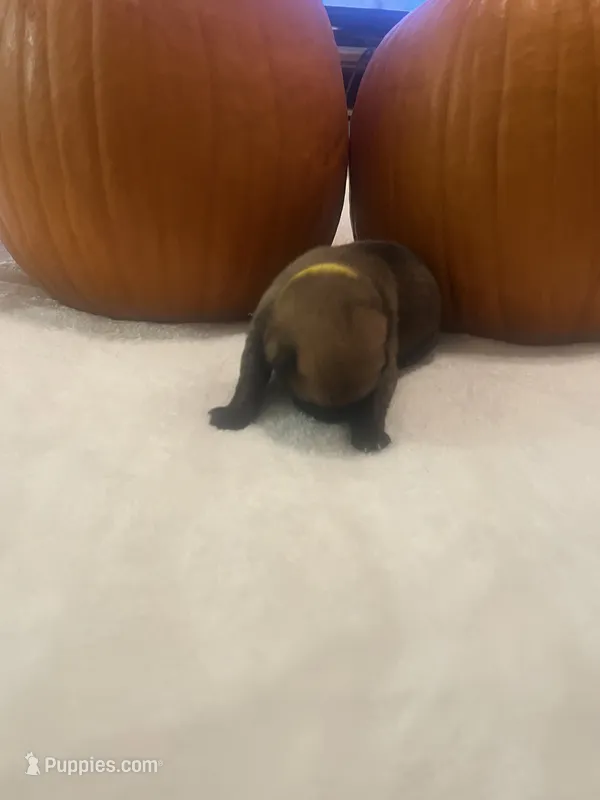 Yellow Male  – Belgian Malinois, German Shepherd Dog puppy for sale in Saint Robert, MO