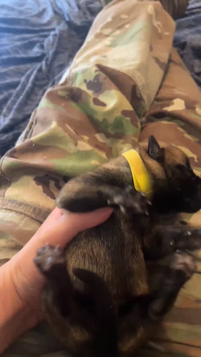 Yellow Male , a male Belgian Malinois and German Shepherd Dog for sale in Saint Robert, MO – 3 of 3