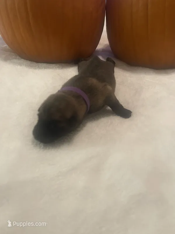 Purple Female  – Belgian Malinois, German Shepherd Dog puppy for sale in Saint Robert, MO